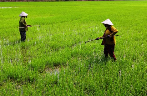 Tăng cường thăm đồng chăm sóc và bảo vệ lúa hè thu