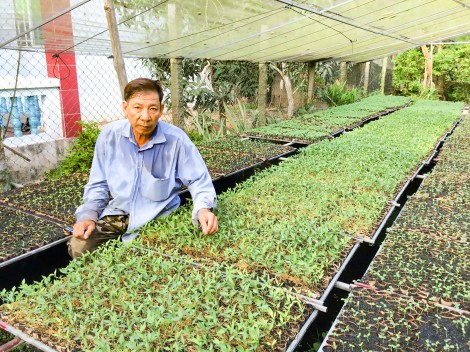 Ươm cây giống cho thu nhập cao