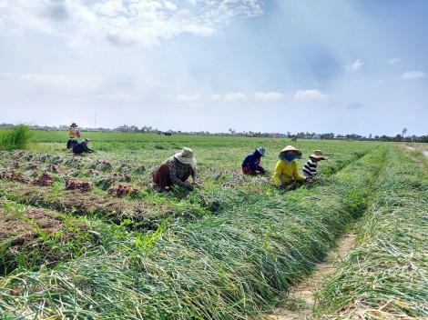Hỗ trợ nông dân Vĩnh Châu tiêu thụ hành tím
