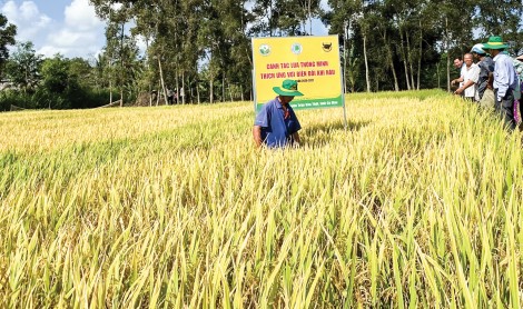 Hiệu quả từ mô hình

canh tác lúa thông minh