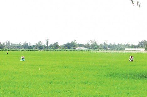 Vĩnh Thạnh tập trung thực hiện các biện pháp bảo đảm sản xuất thắng lợi vụ lúa hè thu