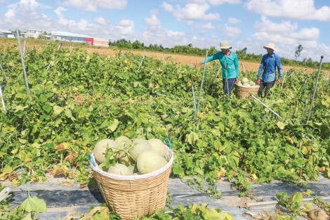 Dưa lưới đa dạng chủng loại, giá giảm mạnh