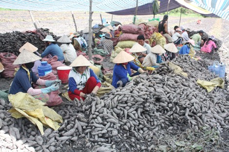 Gỡ khó cho khoai lang