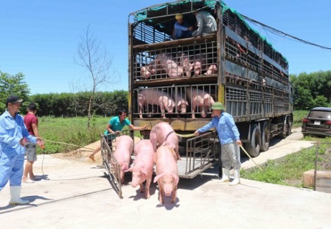 Tạm ngừng nhập khẩu heo sống từ Thái Lan để giết mổ