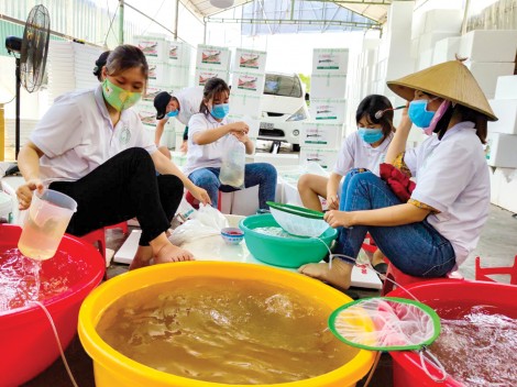 Tôm giống càng xanh toàn đực hút hàng, giá cao