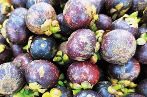 Măng cụt bán được giá cao