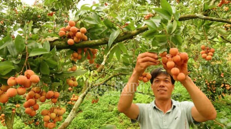Nhiều cách làm sáng tạo của người trồng vải ở Lục Ngạn