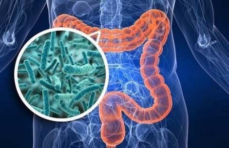 Khám phá hệ vi sinh đường ruột tìm phương thuốc trị COVID-19