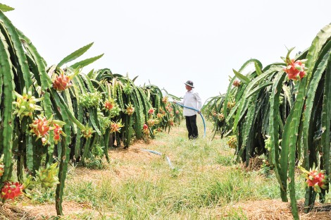 Xoay trục phát triển “thuận thiên” ở ĐBSCL Bài 2: Tâm thế “sống chung” với sự thay đổi của tự nhiên