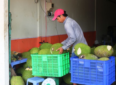 Giá mít Thái tăng trở lại