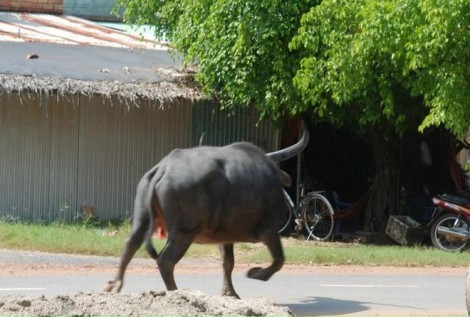 Trâu “điên” đi lạc vào khu dân cư làm 3 người bị thương