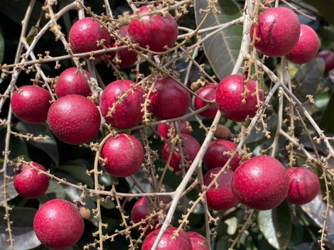 Nhãn tím có màu sắc "độc, lạ" bán được giá cao