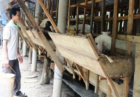 Giá dê hơi giảm mạnh, nhiều nơi thương lái tạm ngừng thu mua