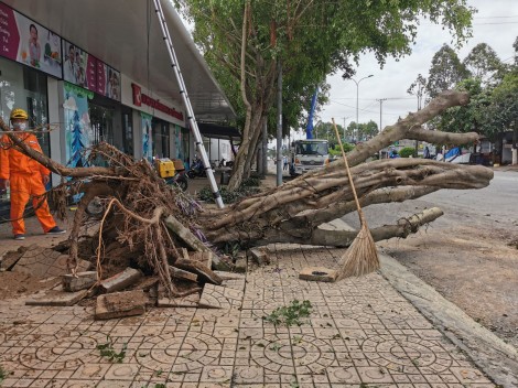 Mưa lớn kèm lốc xoáy làm sập, tốc mái 45 căn nhà và đổ ngã nhiều cây xanh trên vỉa hè