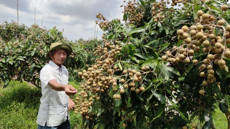 Giá nhãn giảm xuống mức thấp nhất trong nhiều năm qua