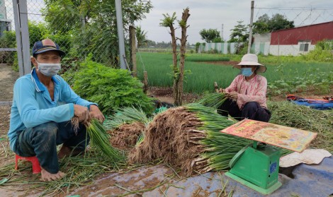 Giá nhiều loại rau củ quả giảm mạnh