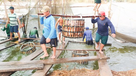 Phòng, khống chế và kiểm soát hiệu quả dịch bệnh trong nuôi thủy sản
