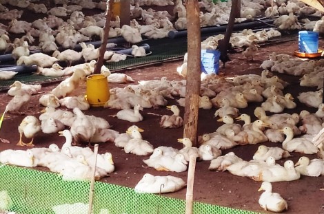 Giá vịt giảm mạnh