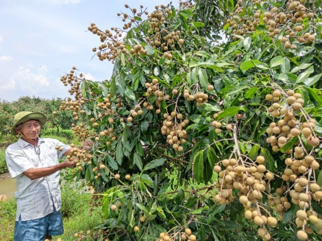 Nỗ lực kết nối cung - cầu, hỗ trợ nông dân tiêu thụ trái nhãn