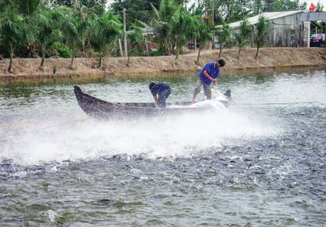 Khó tiêu thụ, giá nhiều loại cá nuôi giảm thấp