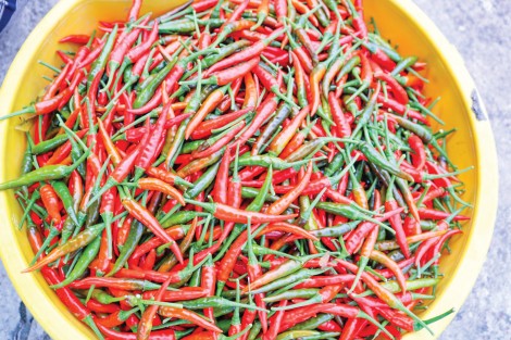 Giá ớt chỉ thiên tăng mạnh trở lại