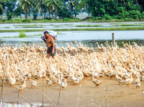 Hướng phát triển mới cho hộ chăn nuôi vịt ở Vĩnh Long