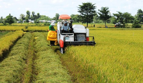 ĐBSCL: Đẩy mạnh thu mua, giá lúa tăng nhẹ