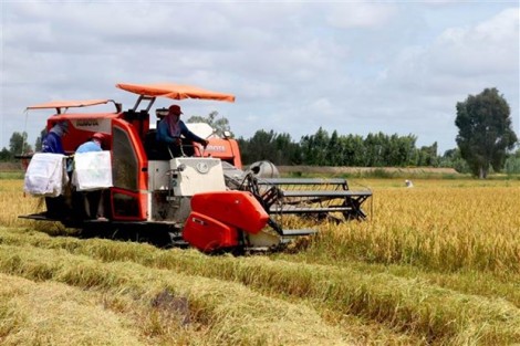 Làm sao để đường đi của lúa gạo ở ĐBSCL bớt "nhọc nhằn"?