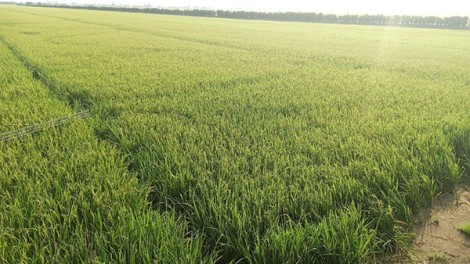 Hỗ trợ doanh nghiệp, tiểu thương ký kết hợp đồng bao tiêu lúa thu đông 2021