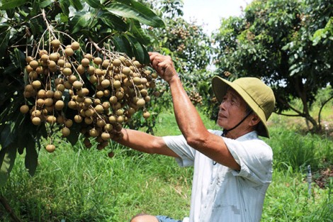 Nhiều loại trái cây vẫn khó tiêu thụ