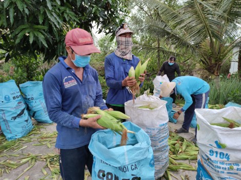 Thực hiện Đề án đổi mới phương thức kinh doanh tiêu thụ nông sản