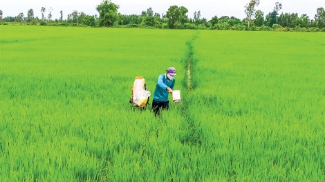 Nông dân đã giảm lượng sử dụng giống trong sản xuất lúa