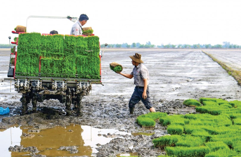 Tiết giảm chi phí, nâng cao hiệu quả trồng lúa