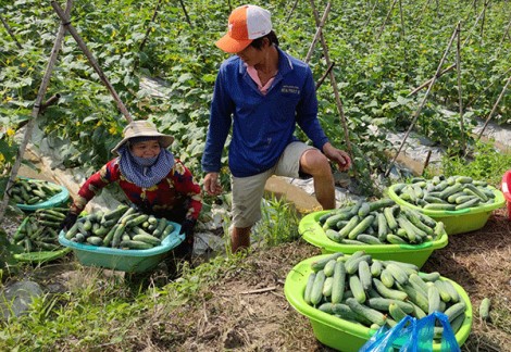 Ra mắt Diễn đàn thông tin kết nối sản xuất và tiêu thụ nông sản