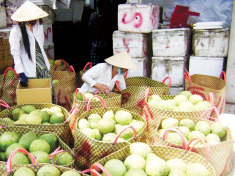 Tiền Giang phát triển vùng trồng cây ăn trái tập trung có mã số vùng trồng