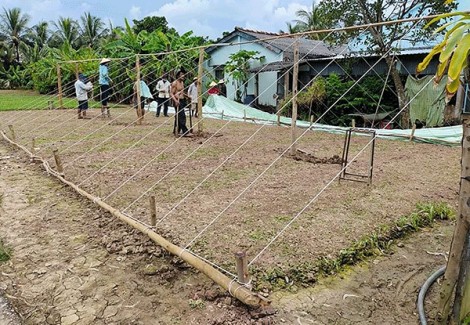 Cần hỗ trợ thu mua lúa tại các địa phương thu hoạch rộ lúa hè thu