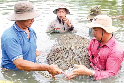 Ngành tôm vượt khó, không để đứt gãy chuỗi cung ứng
