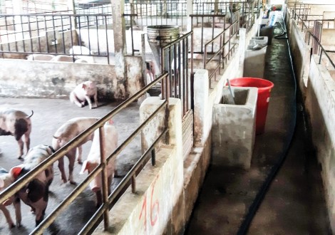Giá heo hơi và vịt giảm mạnh, người nuôi bị thua lỗ nặng