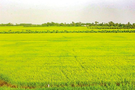 Cần hỗ trợ nông dân thu hoạch, tiêu thụ lúa thu đông
