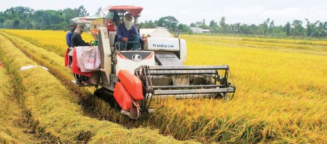 Hỗ trợ nông dân thu hoạch, tiêu thụ lúa thu đông