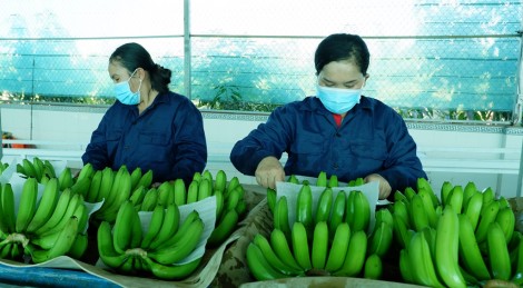 Xuất khẩu rau quả tăng 11,8%