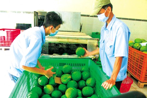 Giá bưởi da xanh giảm xuống mức thấp