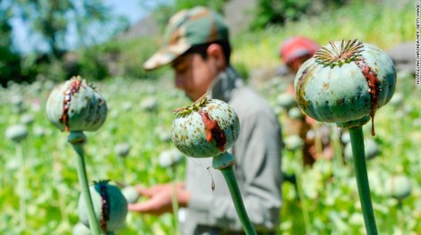 Taliban sẽ triệt xóa cây anh túc?
