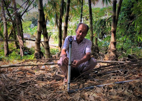 Măng tre bén rễ trên vùng đất mặn