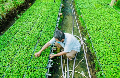 Làng hoa Phó Thọ - Bà Bộ lo vụ Tết