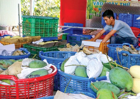 Nông dân trồng xoài phấn khởi vì giá tăng trở lại