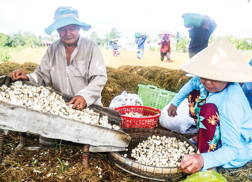 Cần khai thác phụ phẩm từ sản xuất nông nghiệp