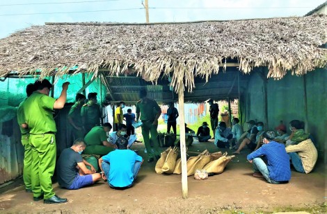 Cà Mau: Triệt phá trường gà sau trại tôm giống