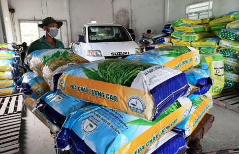 Thị trường lúa giống sôi động sớm