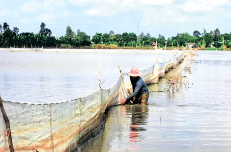 Phát huy mô hình chuyển đổi sản xuất, vật nuôi trên đất lúa kém hiệu quả